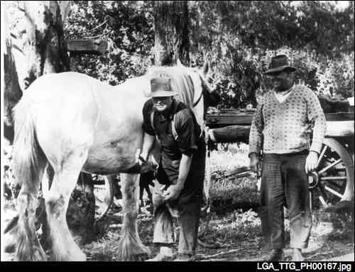 Sid and Perce Lokan fitting new shoe to their draught horse